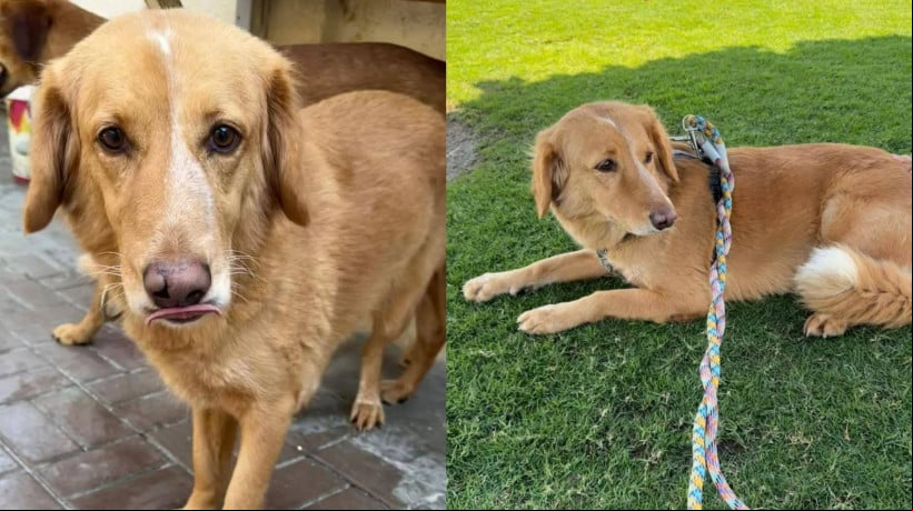 Cadela foi resgatada apÃ³s andar 160 km e nadar por 1,6 