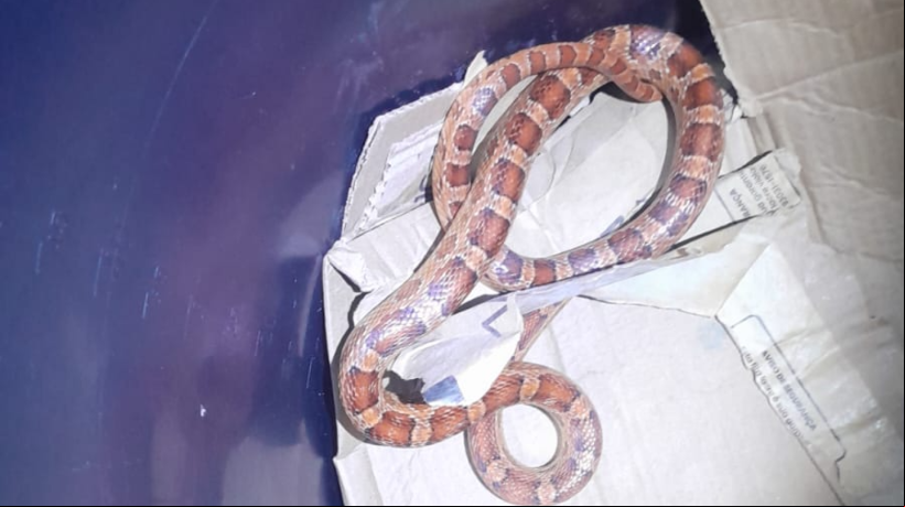 A espÃ©cie Ã© endÃªmica dos Estados Unidos, mas foi encontrada em um apartamento de Fortaleza 